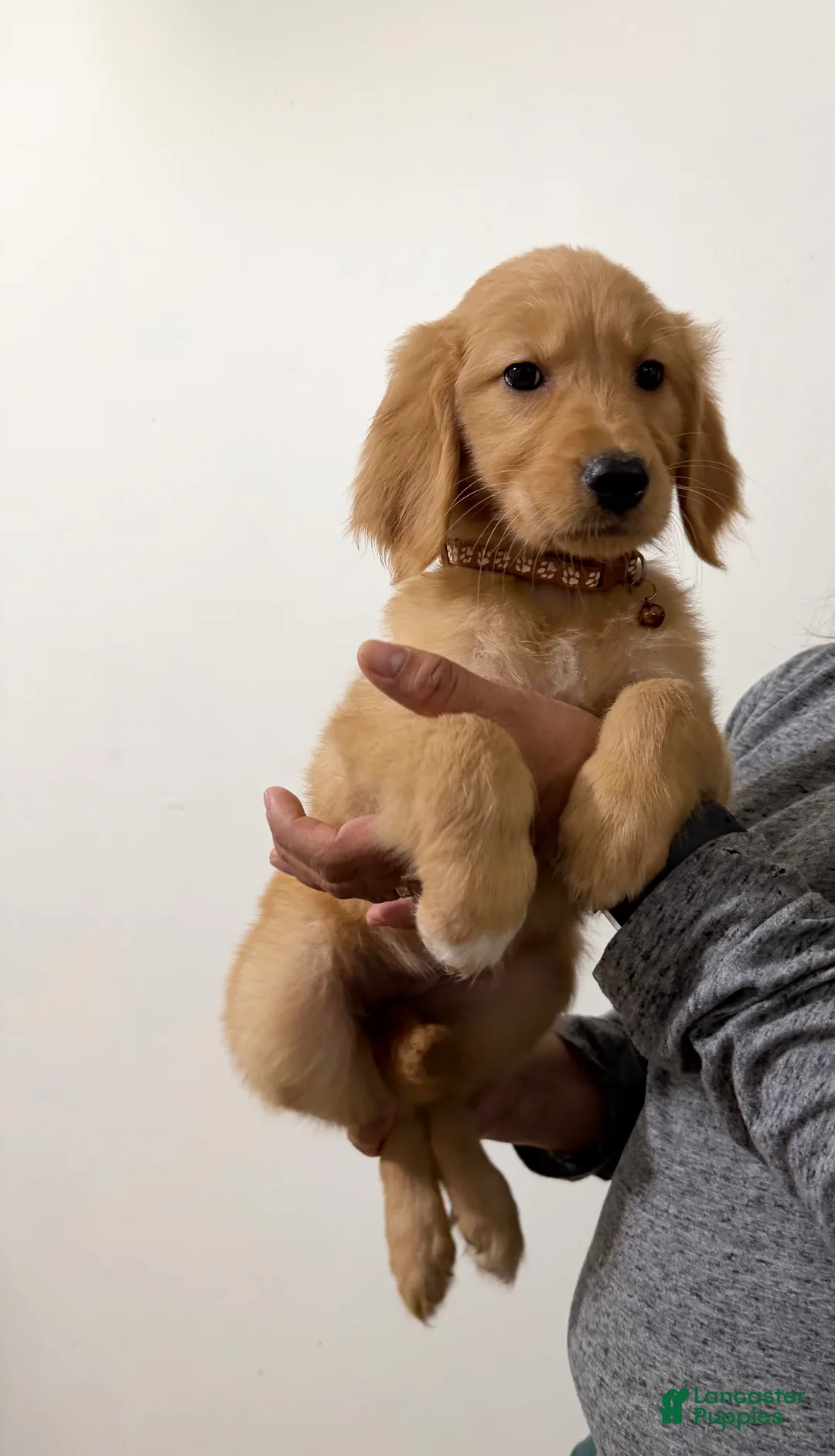 Golden Retriever dogs for sale: Winnie - Ad 1