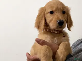 Golden Retriever dogs for sale: Winnie - Ad 2