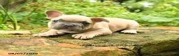 French Bulldog dogs for sale: Maestro - Ad 2