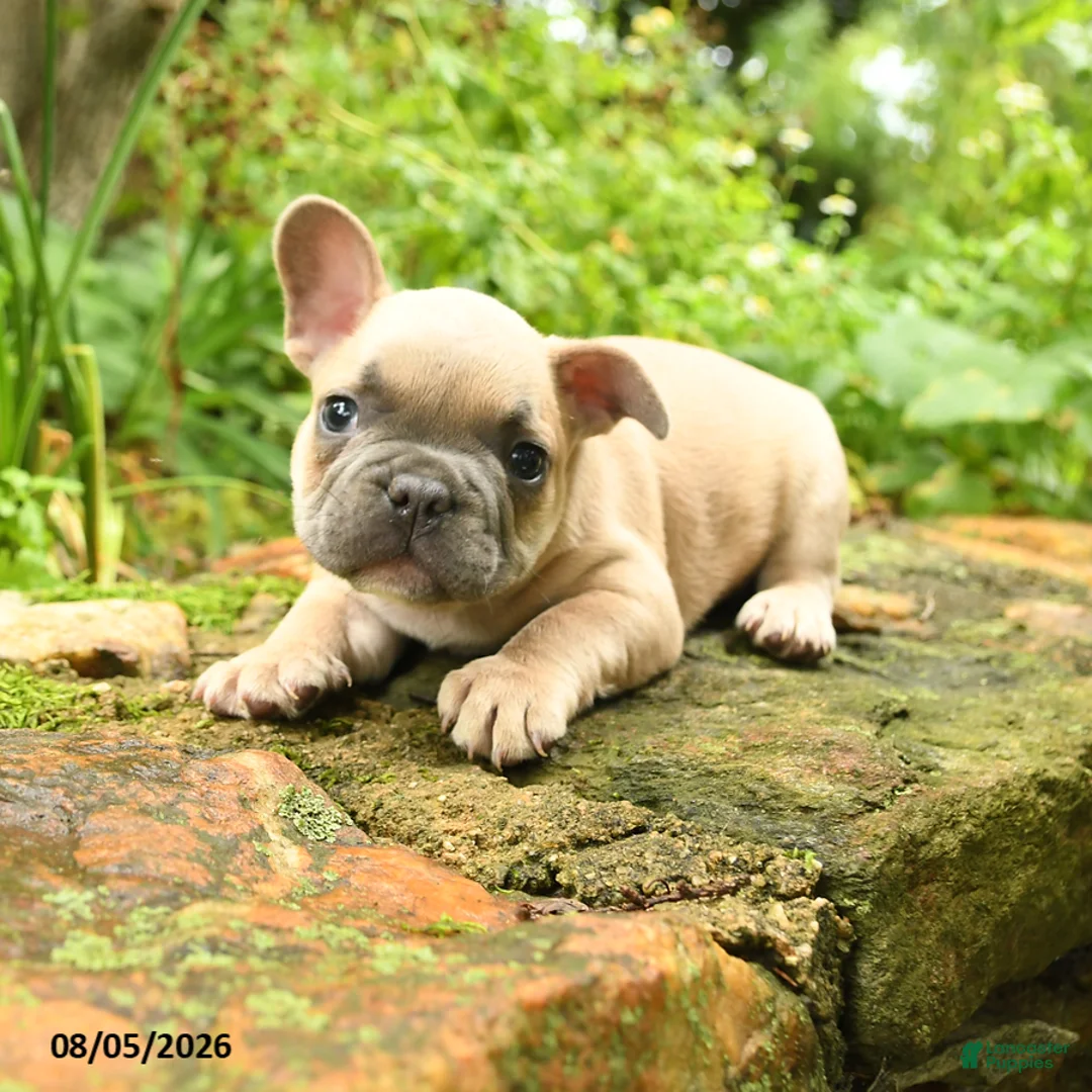 French Bulldog dogs for sale: Maestro - Ad 2