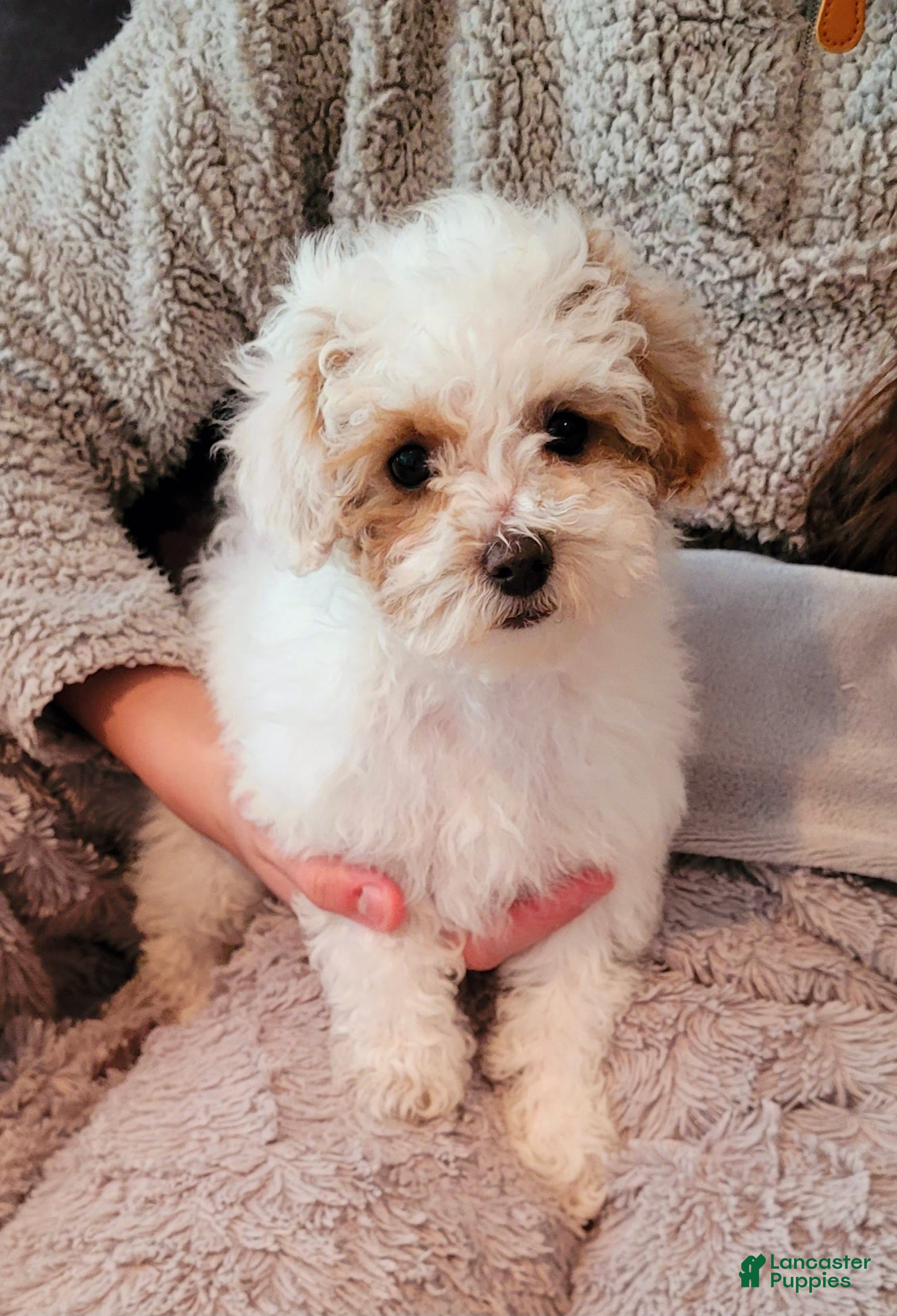 Miniature Poodle dogs Echo  - Ad 22