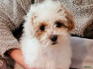 Miniature Poodle dogs Echo - Ad 29