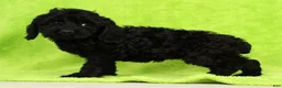 Cockapoo dogs for sale: Venus - Ad 6