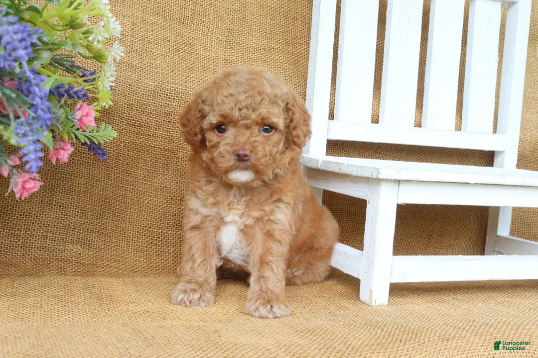 Cavapoo dogs for sale: Rosie - Ad 2