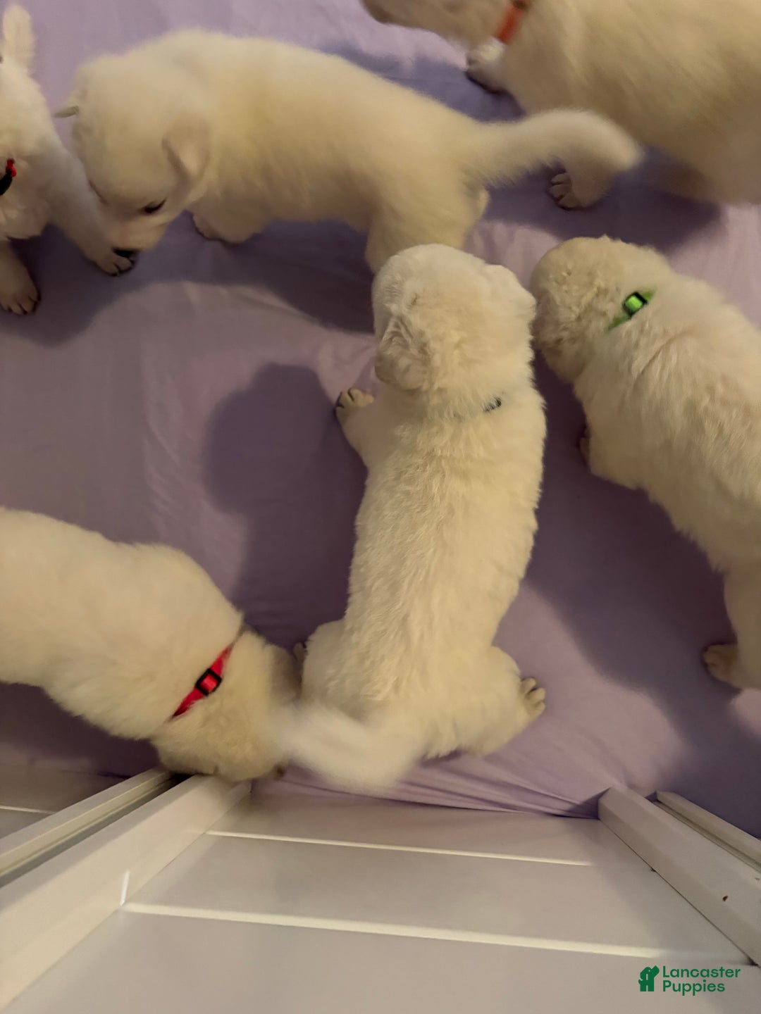 German Shepherd dogs for sale: German Shepherd Puppy 5 - Ad 1