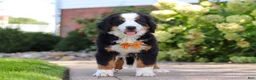 Bernese Mountain Dog dogs for sale: Milo - Ad 3