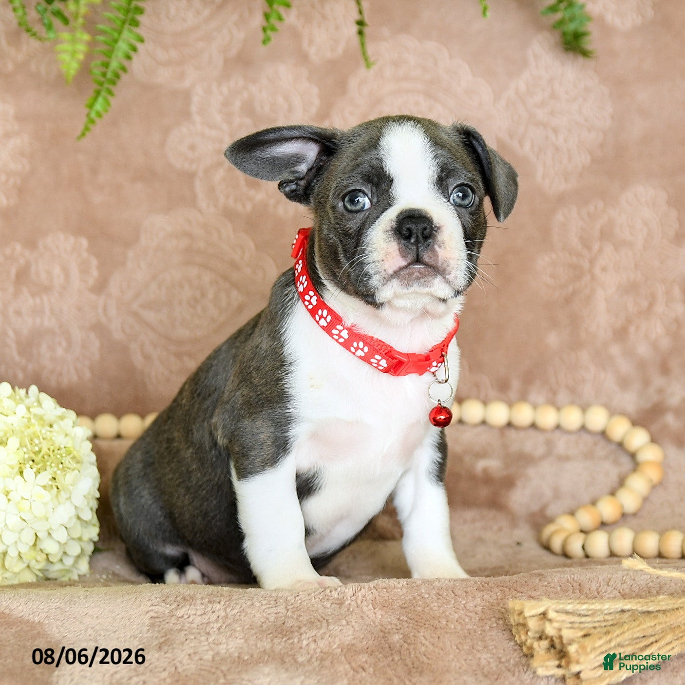 Boston Terrier dogs Ruby - Ad 2