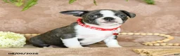 Boston Terrier dogs for sale: Ruby - Ad 2