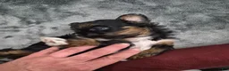Mixed Breed dogs for sale: Mixed Breed 3 - Ad 19