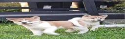 Akita dogs for sale: Cypress - Ad 3