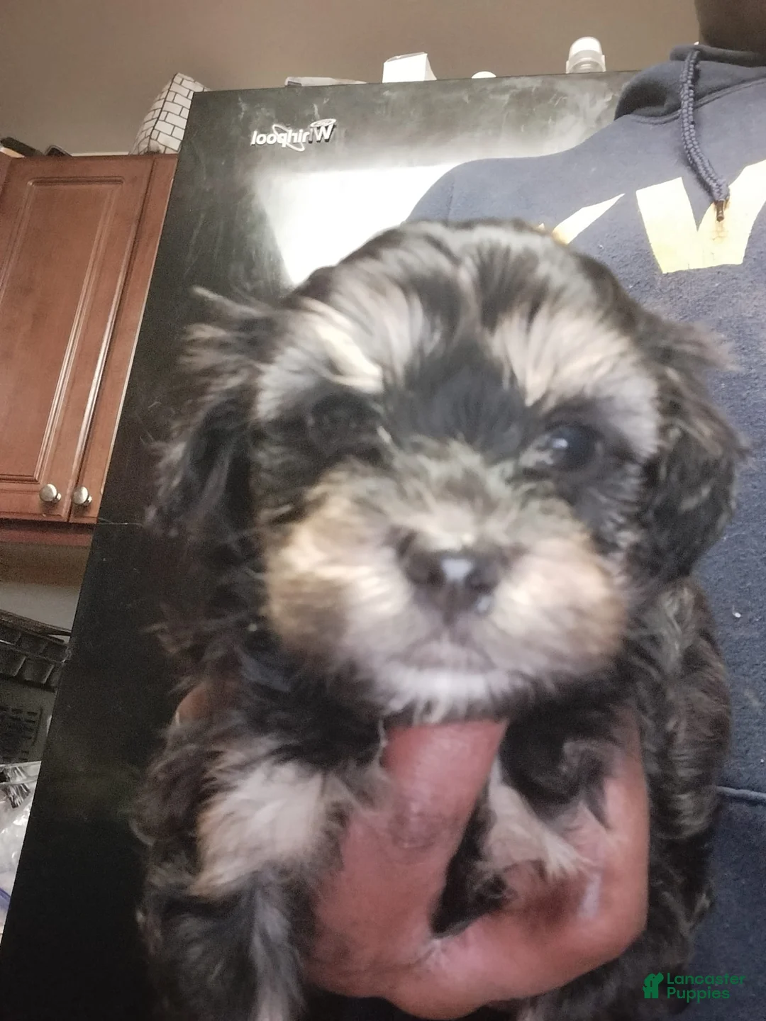 Gallery Image {{count}}