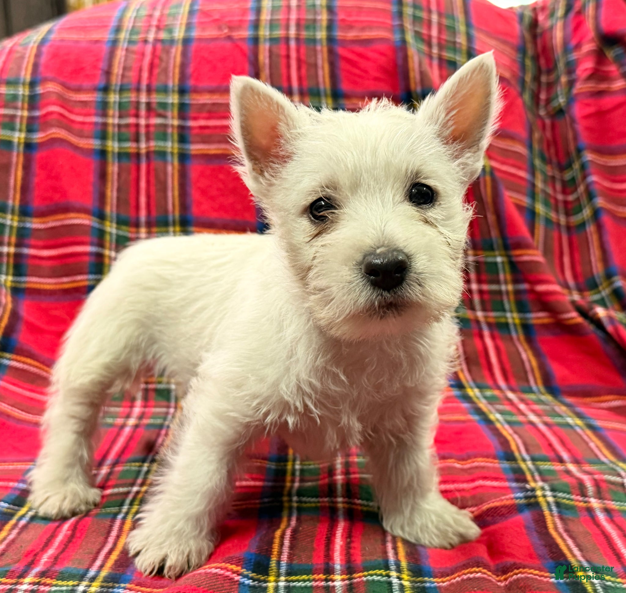 West Highland Terrier dogs Abby - Ad 1