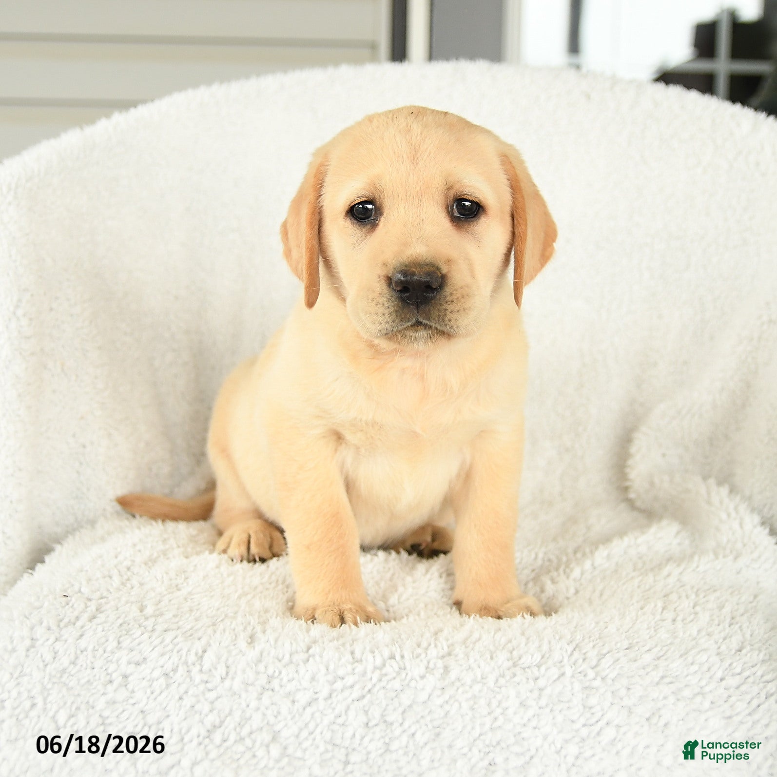 Labrador Retriever dogs Mellody - Ad 1