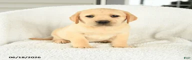 Mellody