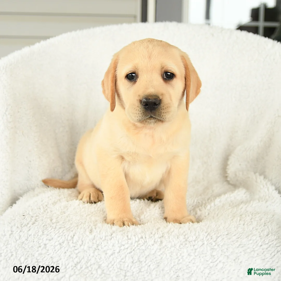 Labrador Retriever dogs for sale: Mellody - Ad 1