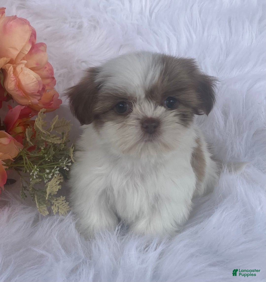 Mixed Breed dogs for sale: Rosie - Ad 3