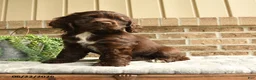English Cocker Spaniel dogs for sale: Coco  - Ad 1