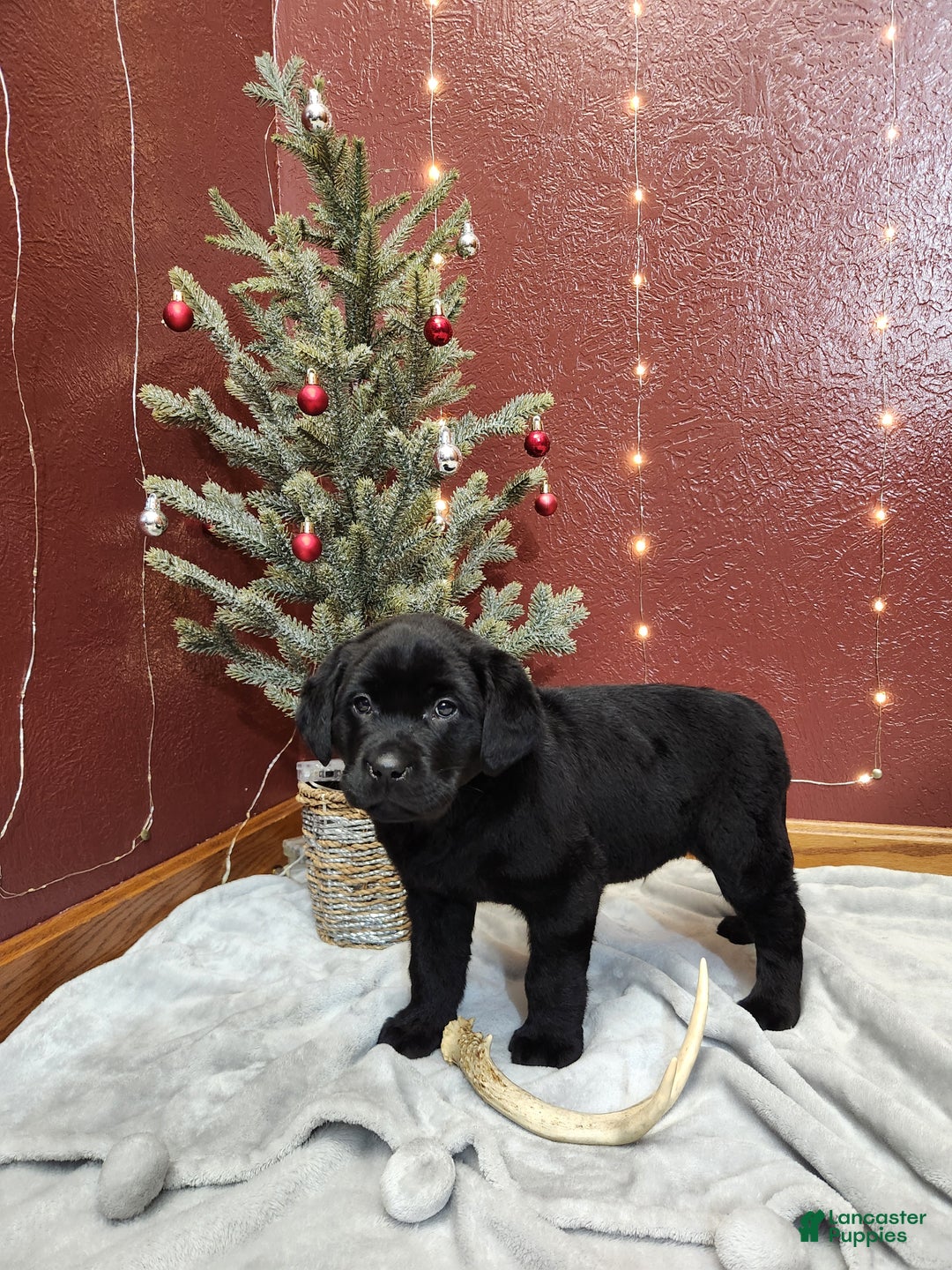 Labrador Retriever dogs for sale: Rambo  - Ad 2