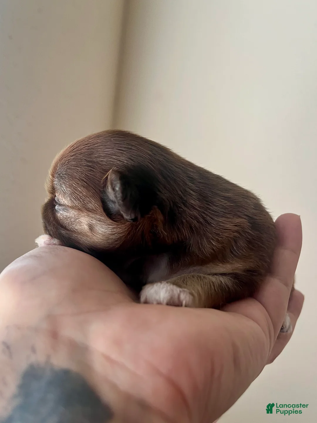 Chihuahua dogs for sale: Deb - Ad 2