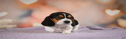 Beagle dogs for sale: OTTO - Ad 15