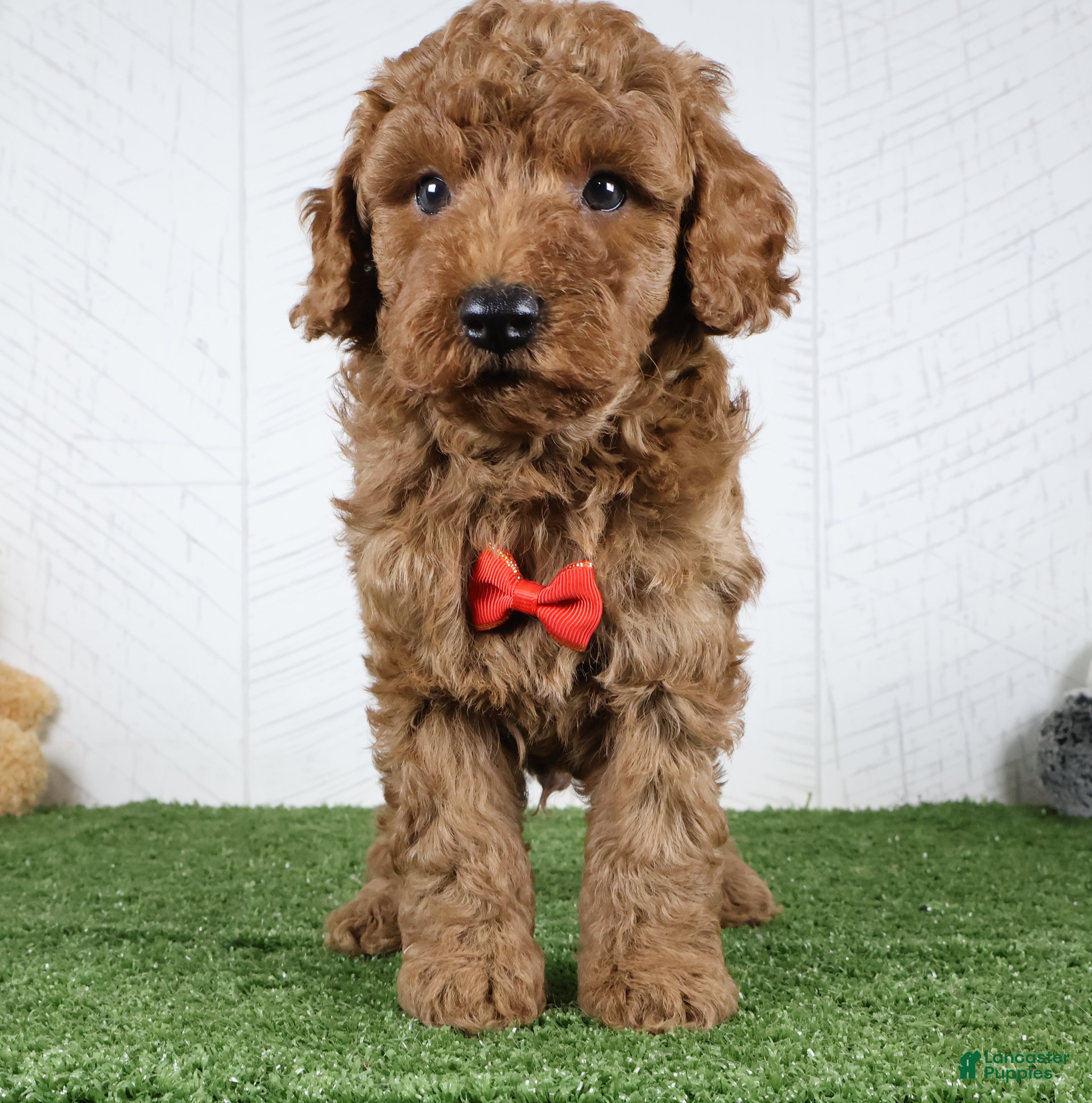Miniature Poodle dogs Polar - Ad 2