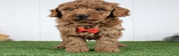 Miniature Poodle dogs for sale: Polar - Ad 2