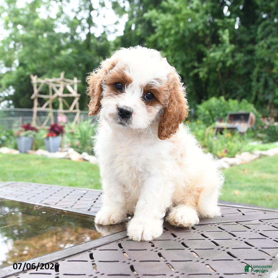 Cavapoo dogs Rex - Ad 1