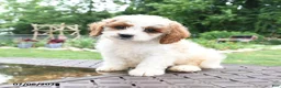 Cavapoo dogs for sale: Rex - Ad 1