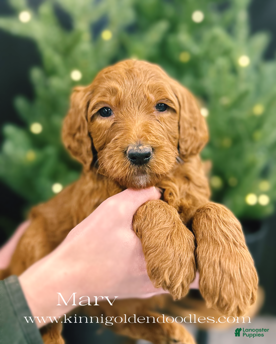 Goldendoodle dogs for sale: Goldendoodle Puppy 2 - Ad 1