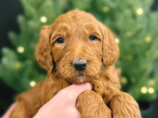 Goldendoodle dogs Goldendoodle Puppy 2 - Ad 25