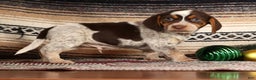 Beagle dogs for sale: Cupid - Ad 3