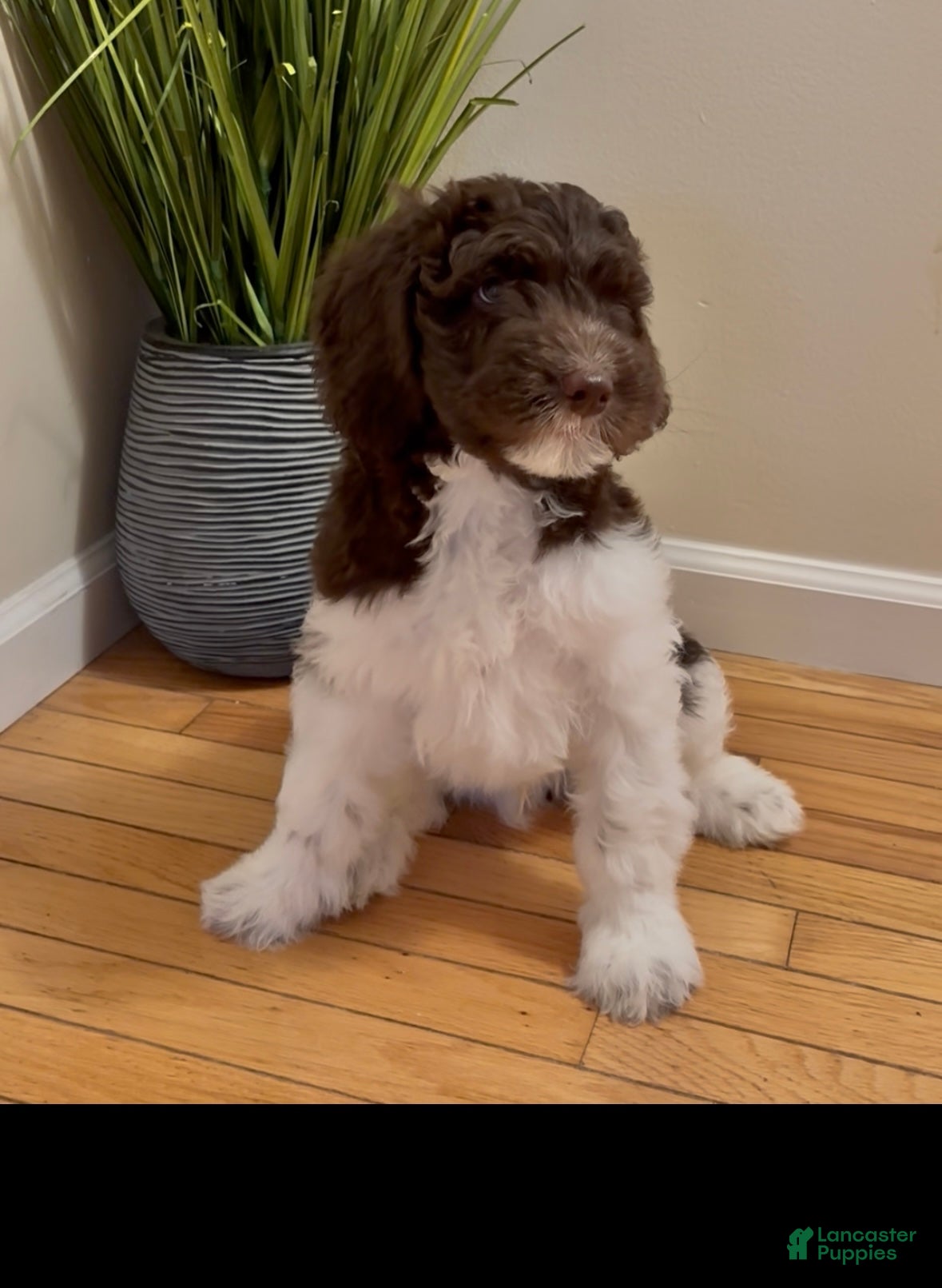 Double Doodle dogs Comet - Ad 5