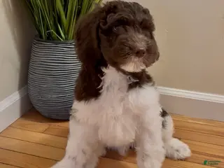 Double Doodle dogs Comet - Ad 5