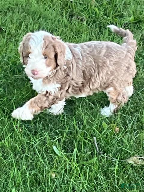 Mini Aussiedoodle dogs Butternut Miniature Aussiedoodle  - Ad 2