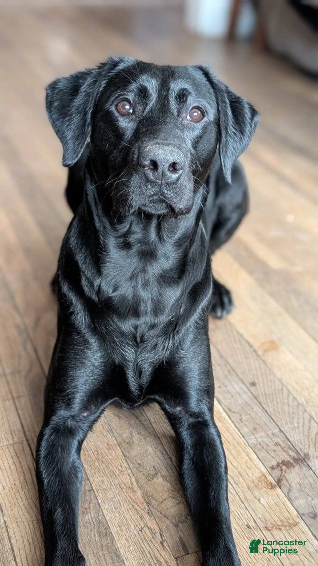 Labrador Retriever dogs for sale: Diane - Ad 6
