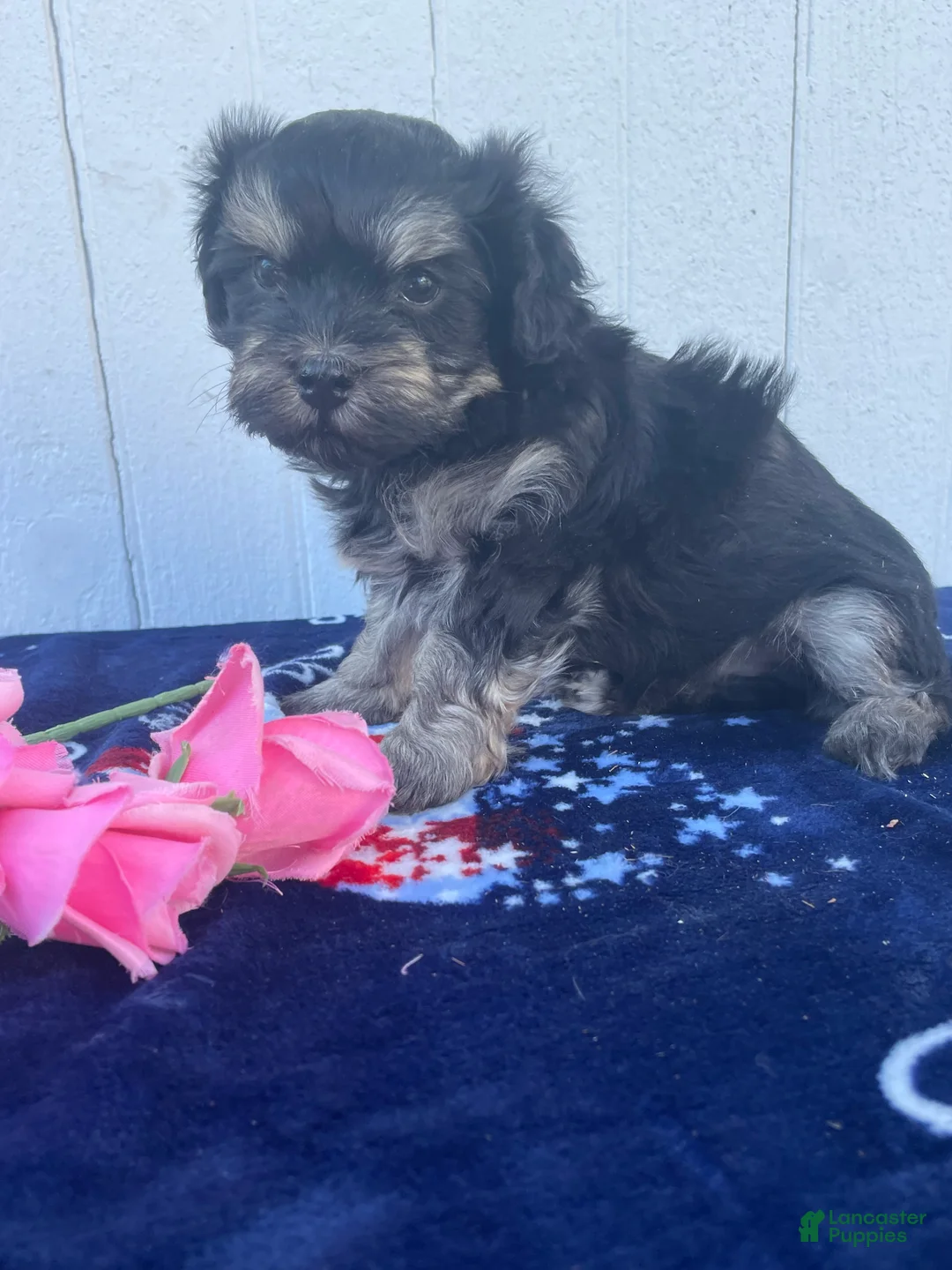 Havanese dogs for sale: Louie - Ad 2