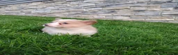 Welsh Corgi Pembroke dogs for sale: Welsh Corgi Pembroke 5 - Ad 5