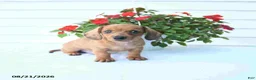 Miniature Dachshund dogs for sale: Bud - Ad 4