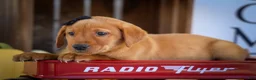 Labrador Retriever dogs for sale: NORMAN - Ad 15