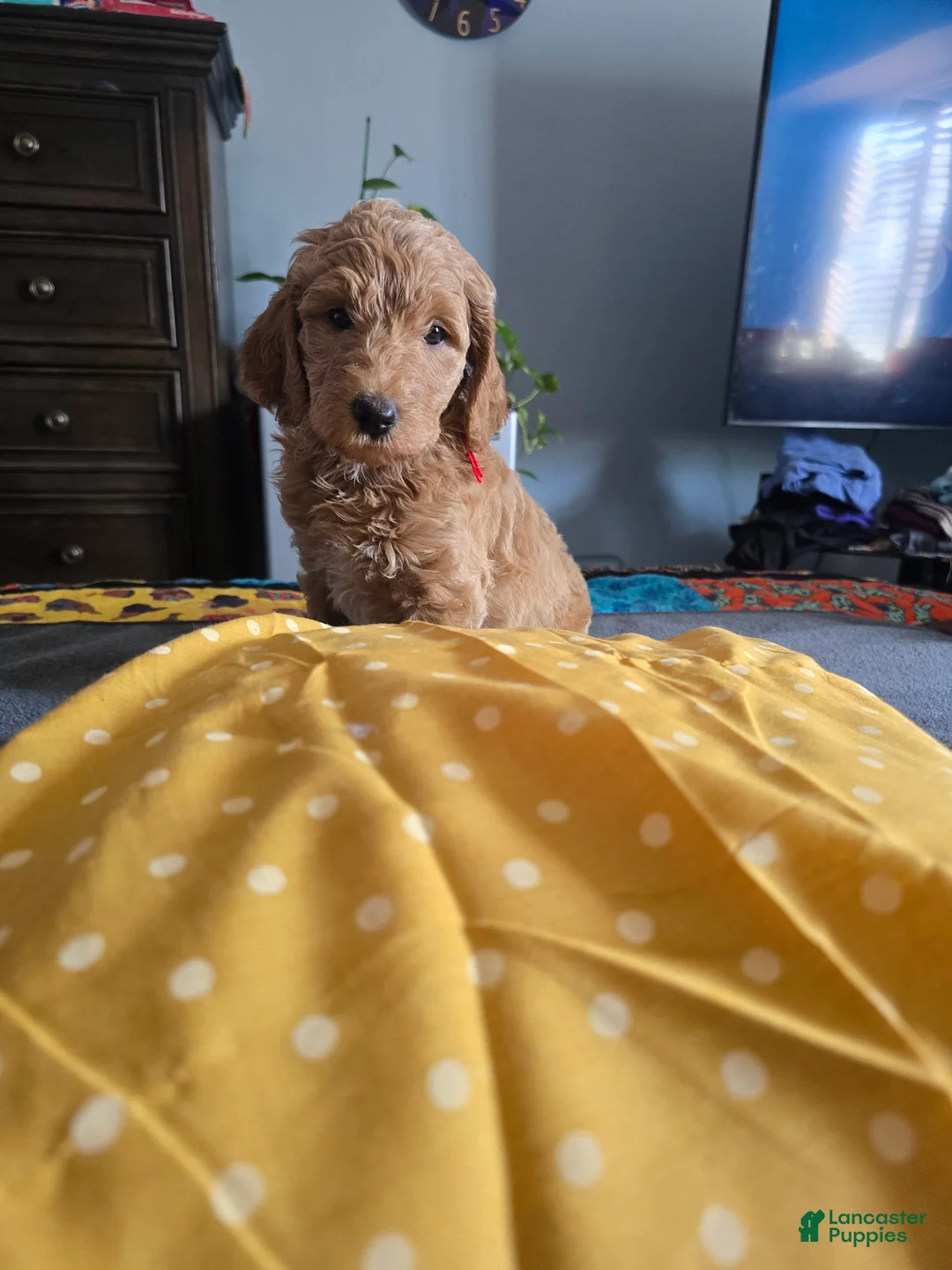 Goldendoodle dogs for sale: Sunshine  - Ad 2