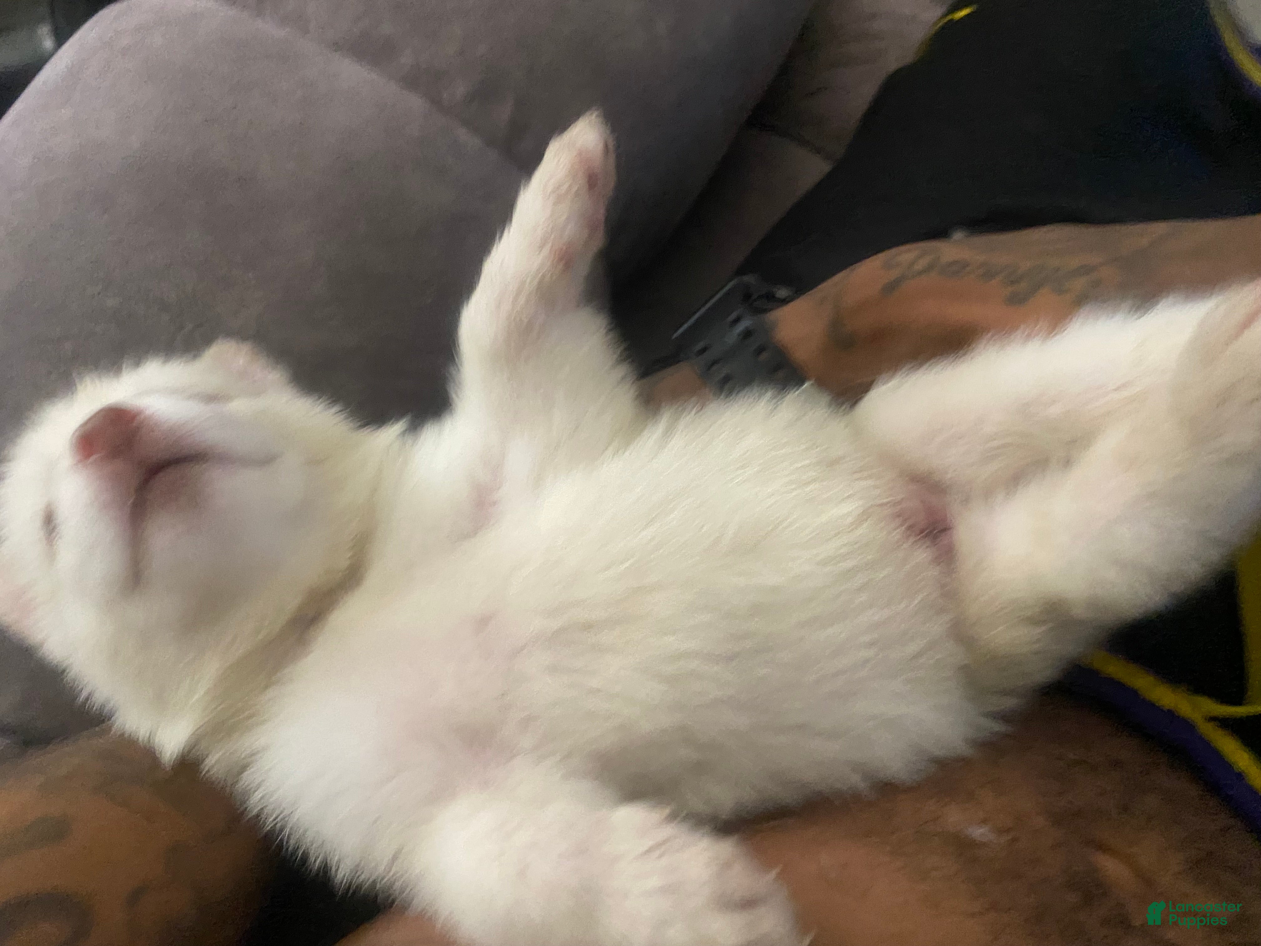 Siberian Husky dogs for sale: Siberian Husky 4 - Ad 3