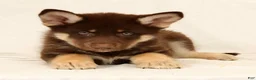 Gerberian Shepsky dogs for sale: Sarge - Ad 1