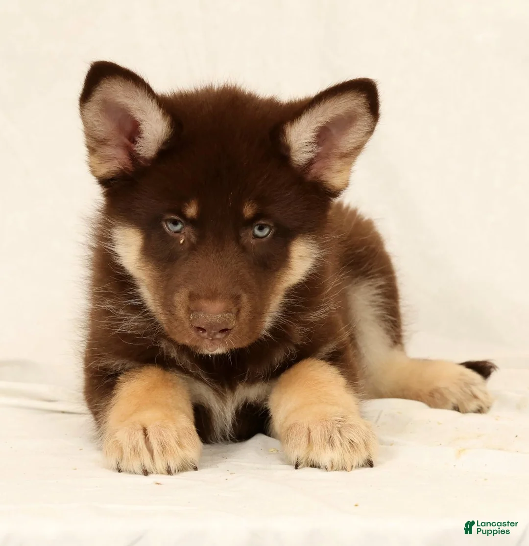 Gerberian Shepsky dogs for sale: Sarge - Ad 1