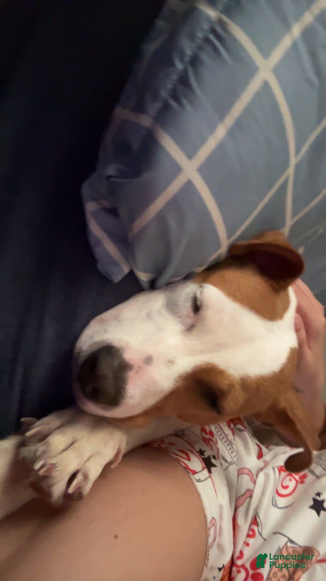 American Pit Bull Terrier dogs for sale: American Pit Bull Terrier Puppy 1 - Ad 2