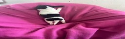 Chihuahua dogs for sale: Chihuahua Girl-Dolly  - Ad 4