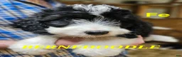 Bernedoodle dogs for sale: Bernedoodle  - Ad 5
