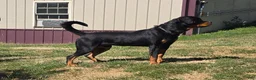 Rottweiler dogs for sale: Rolo - Ad 3