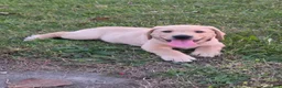 Labrador Retriever dogs for sale: Labrador Retriever 4Meet Your New Best Friend! Beautiful Yellow Female Labrador Retriever Puppies Available 💛 - Ad 7