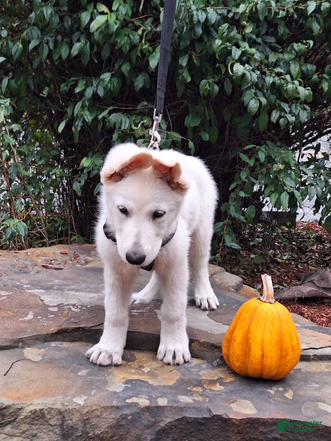 German Shepherd dogs for sale: JORDAN  - Ad 5