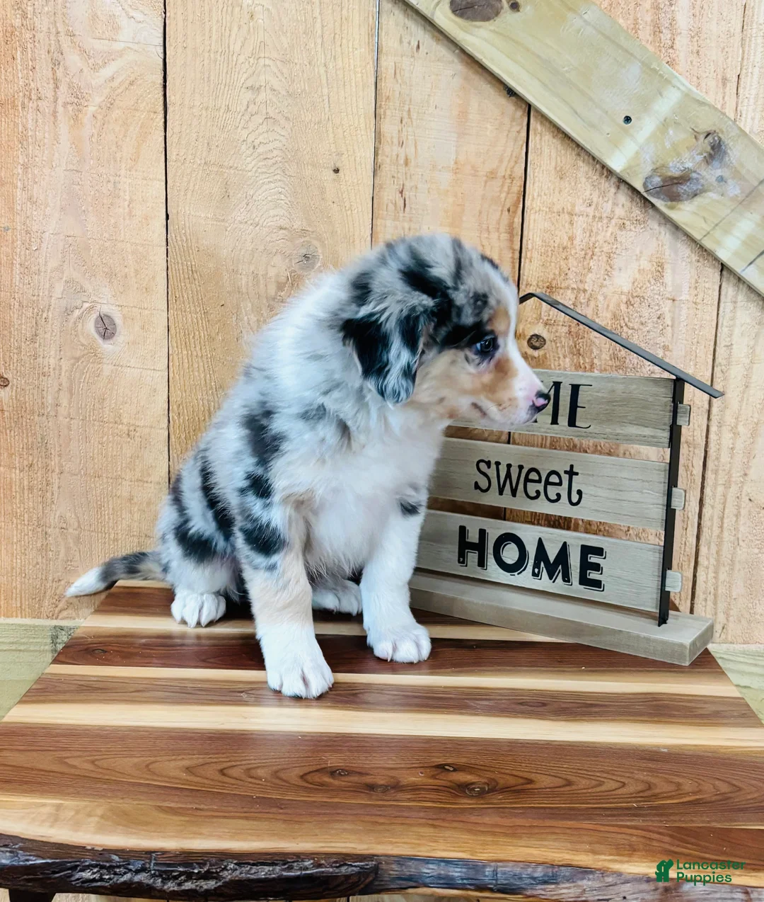 Border Collie dogs for sale: Bandit Blue Eyes  - Ad 3